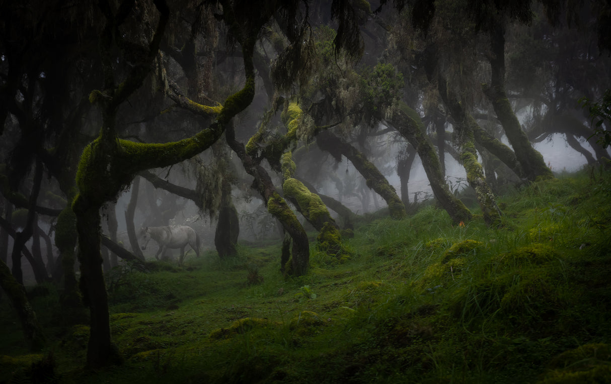 Harenna Forest Poster och Canvastavla