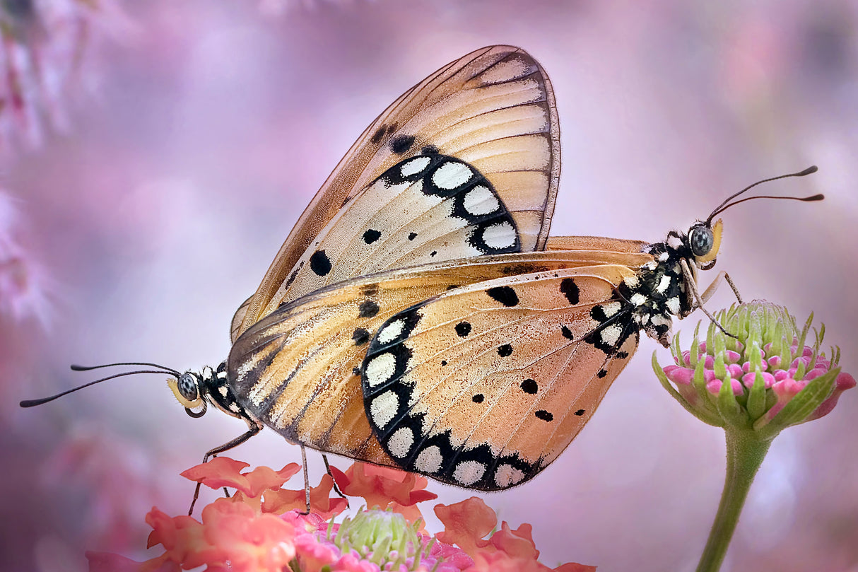 The Love of Butterflies Poster och Canvastavla