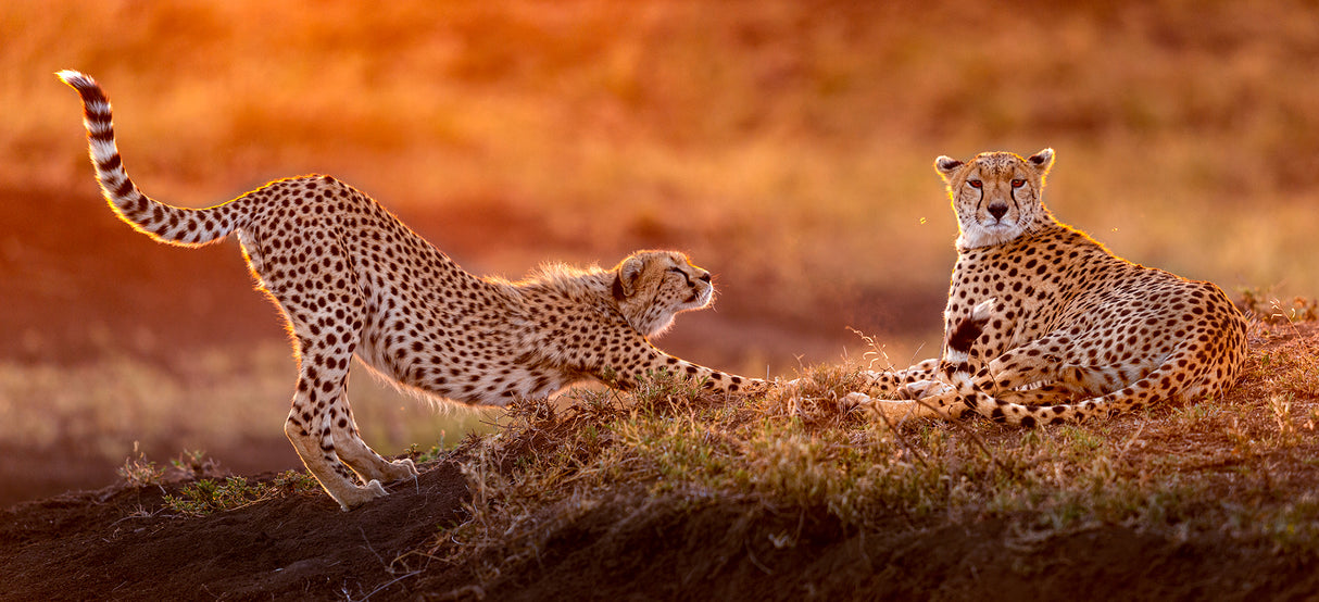 Two cheetahs Poster och Canvastavla