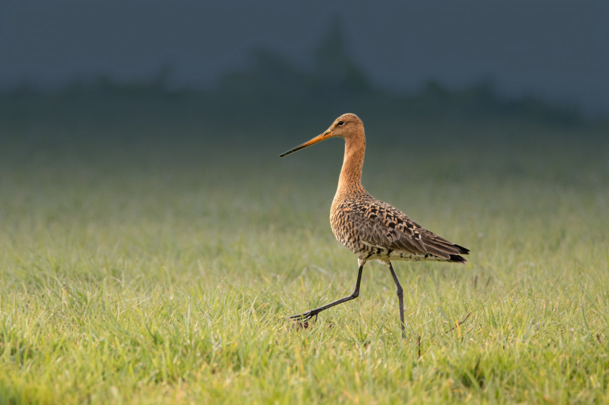 Black-tailed godwit Poster och Canvastavla