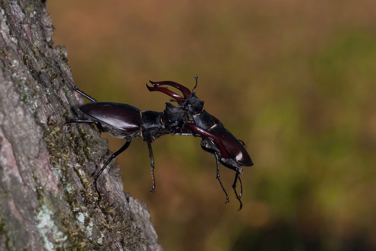 Stag beetles, Lucanus cervus Poster och Canvastavla