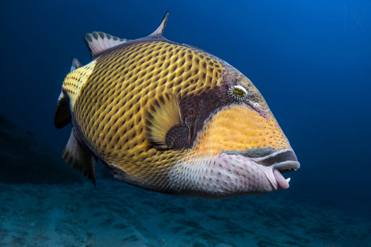Triggerfish Poster och Canvastavla