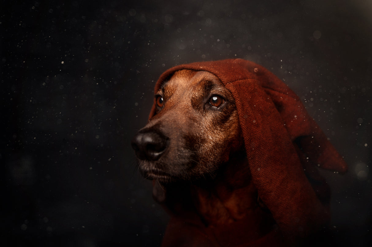 The Night-Watchman Poster och Canvastavla