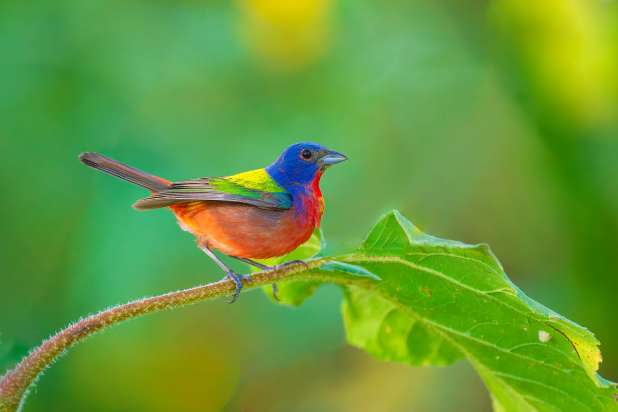 A Painted Bunting Rested on a Perch Poster och Canvastavla
