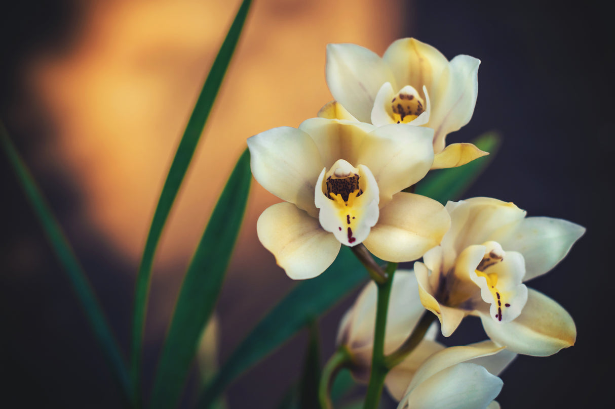 Orchids Poster och Canvastavla