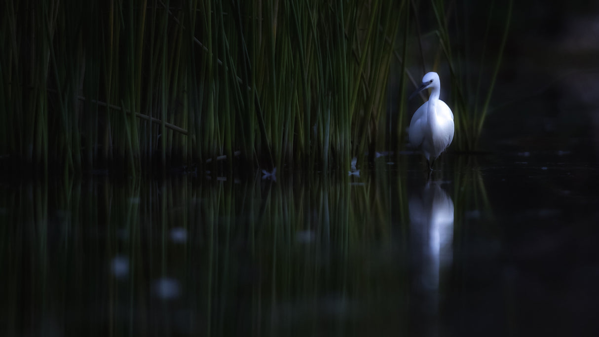 Little egret Poster och Canvastavla