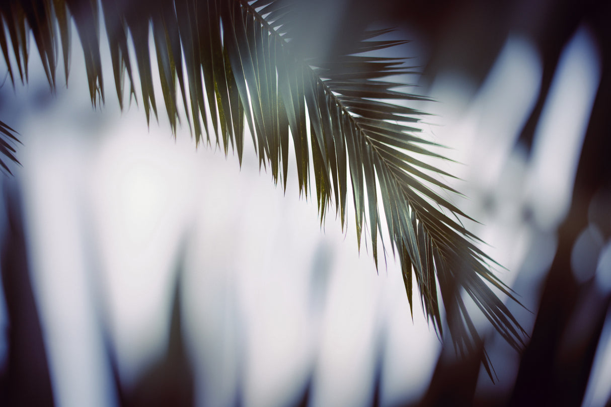 Palm Branches Poster och Canvastavla