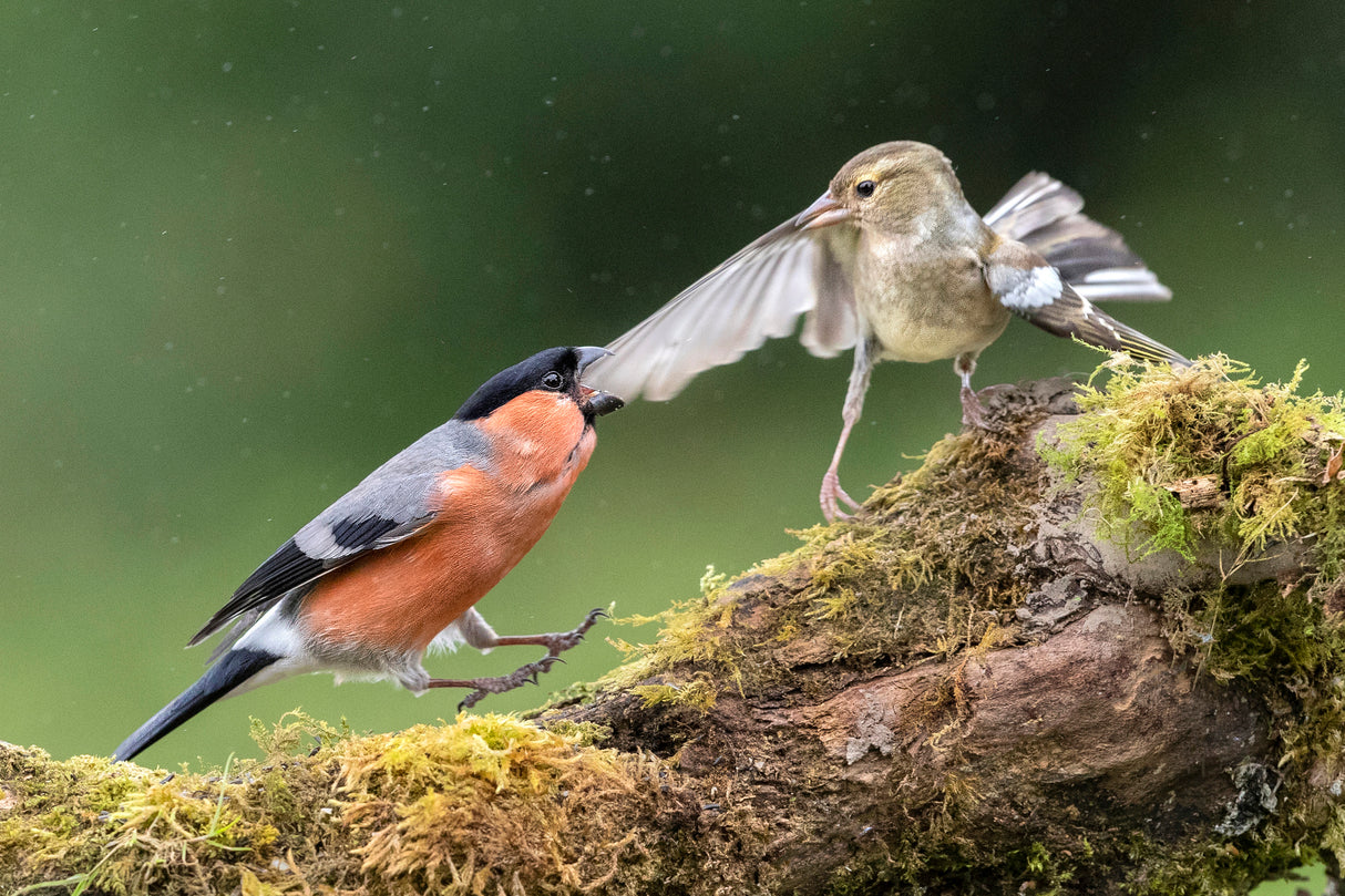 Angry Bullfinch Poster och Canvastavla