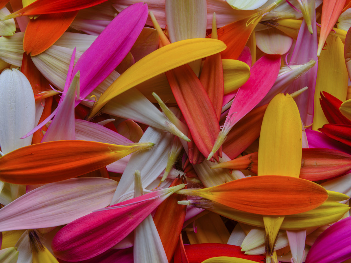 colorful flower petals Poster och Canvastavla