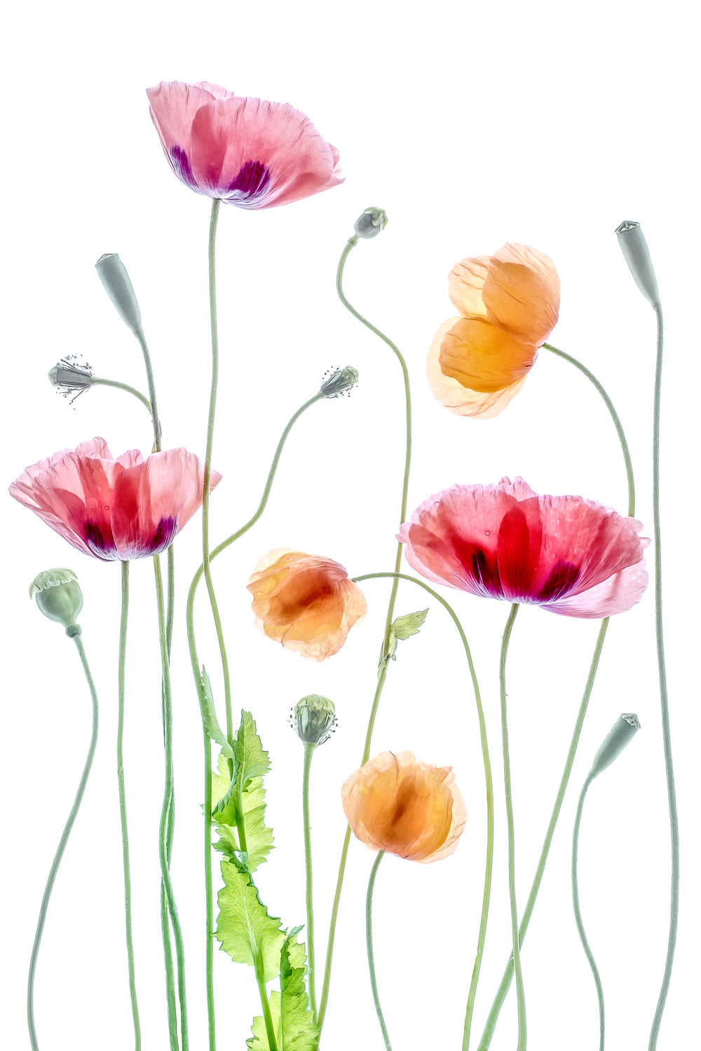 Poppies Poster och Canvastavla
