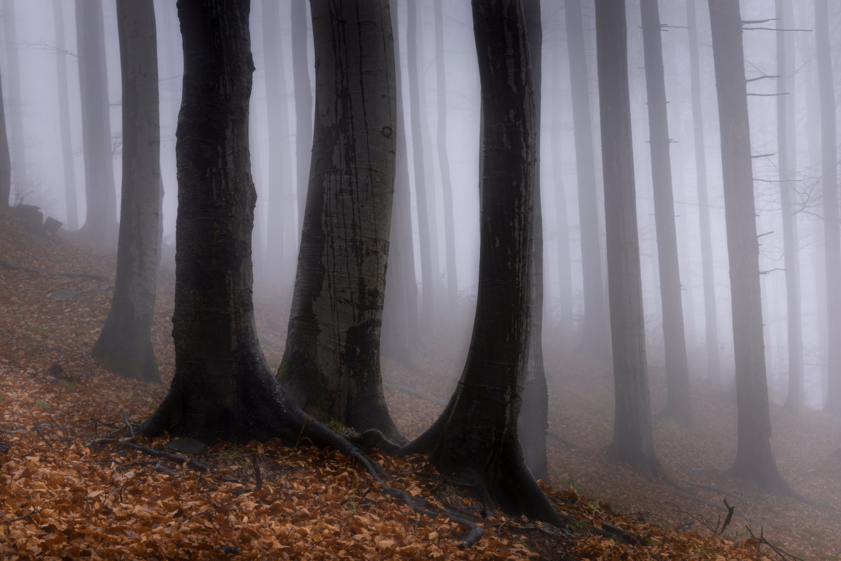 In the misty forest Poster och Canvastavla