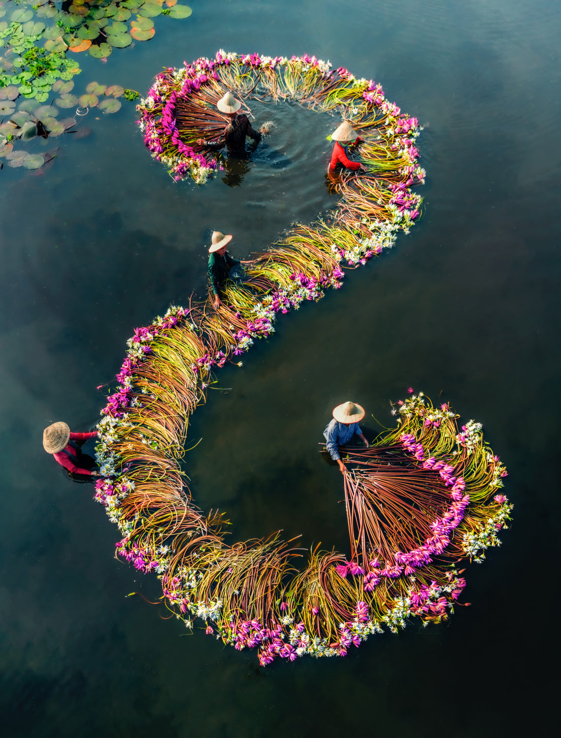 Harvesting water lilies v15 Poster och Canvastavla