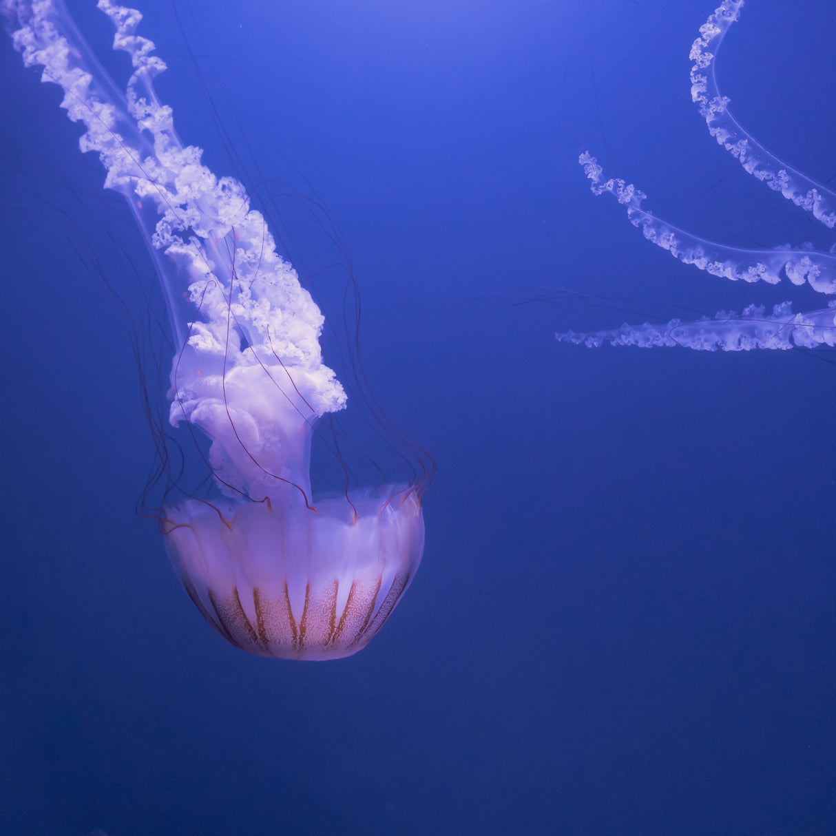 Deep sea wonders Poster och Canvastavla