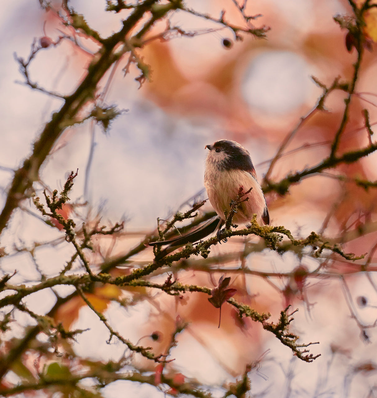 Long Tailed Tit Poster och Canvastavla