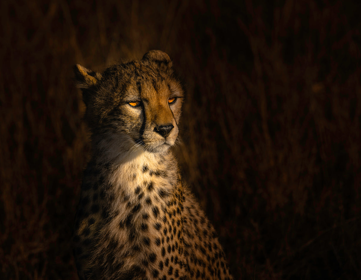 The portrait of a cheetah Poster och Canvastavla