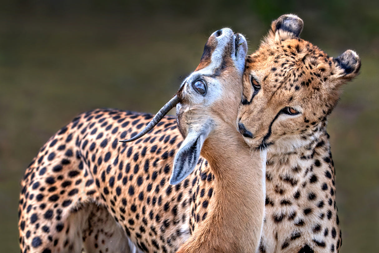 Cheetah with gazelle Poster och Canvastavla