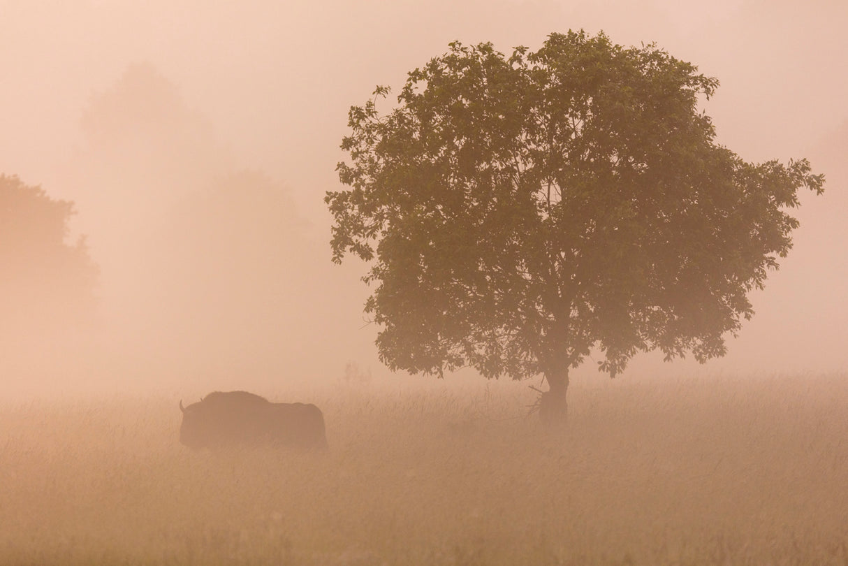 European bison Poster och Canvastavla