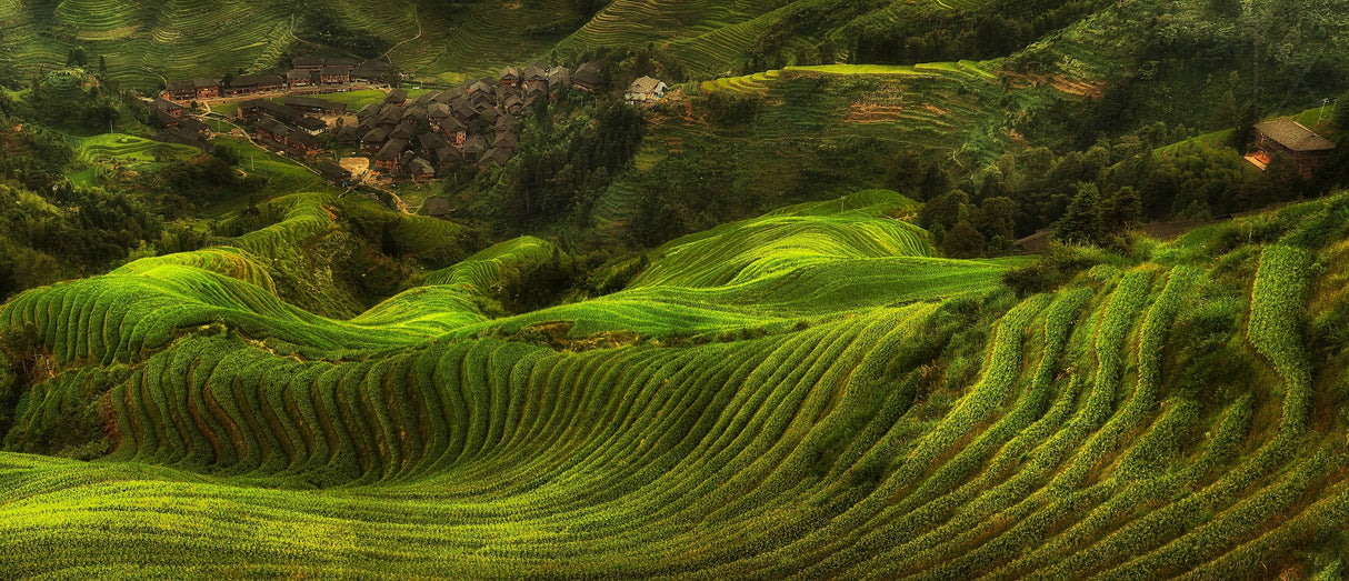 waves of rice - the dragon's backbone Poster och Canvastavla