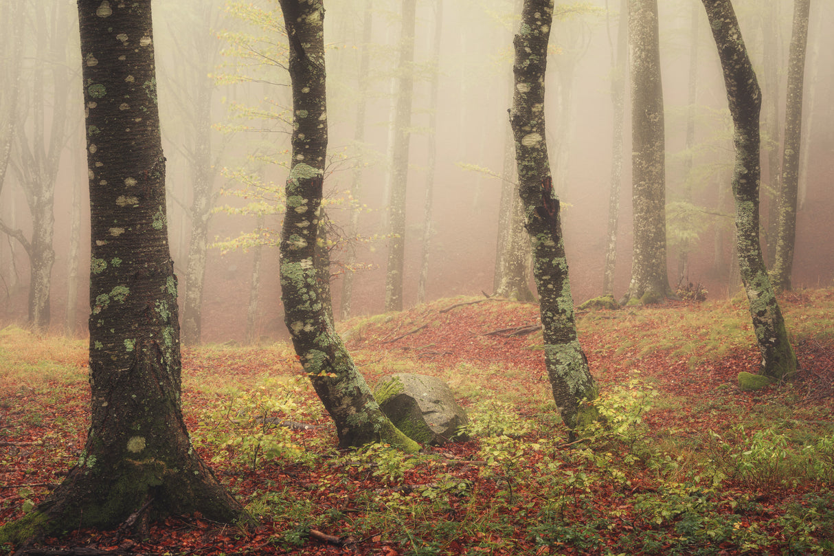 Signs of autumn Poster och Canvastavla