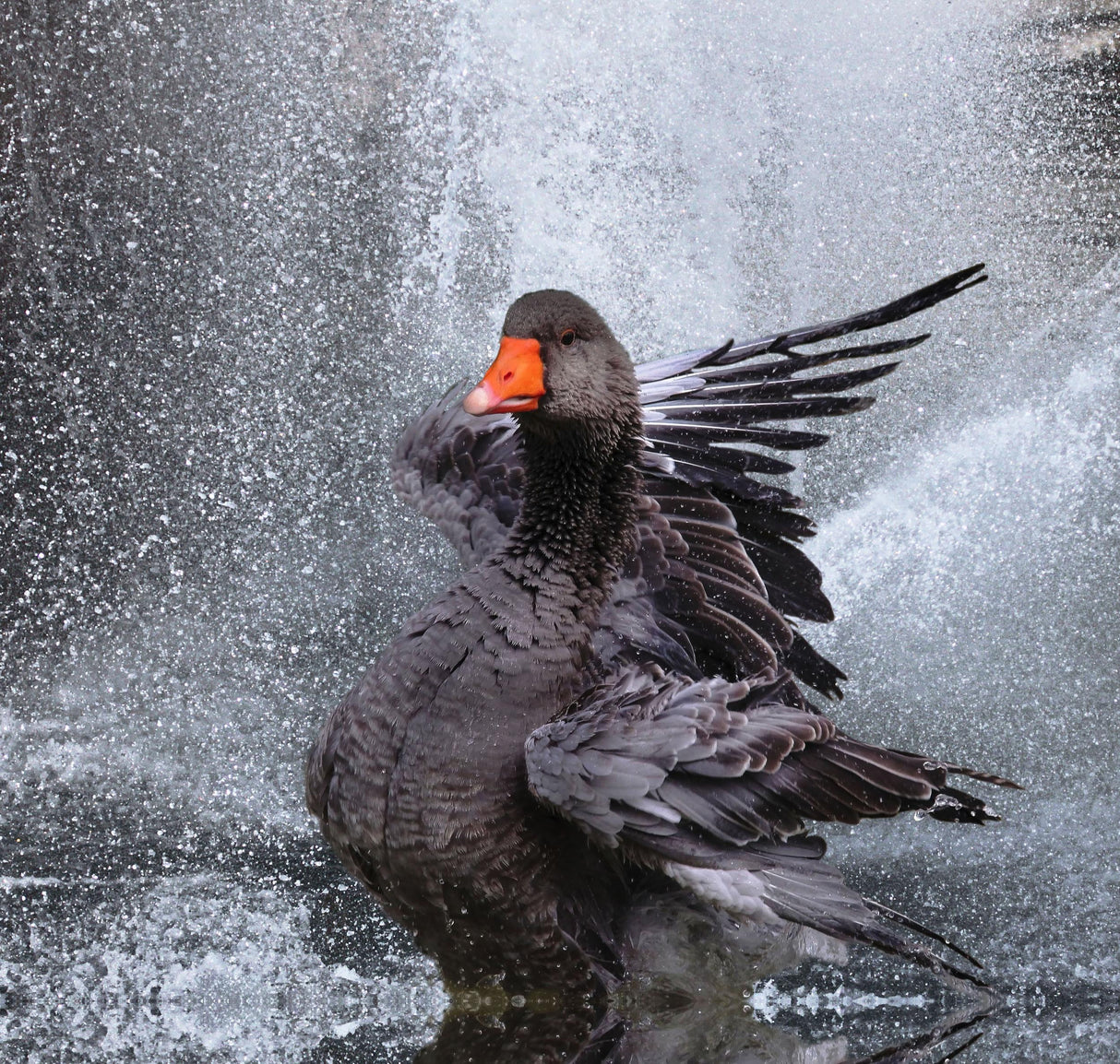 Splash .... Poster och Canvastavla