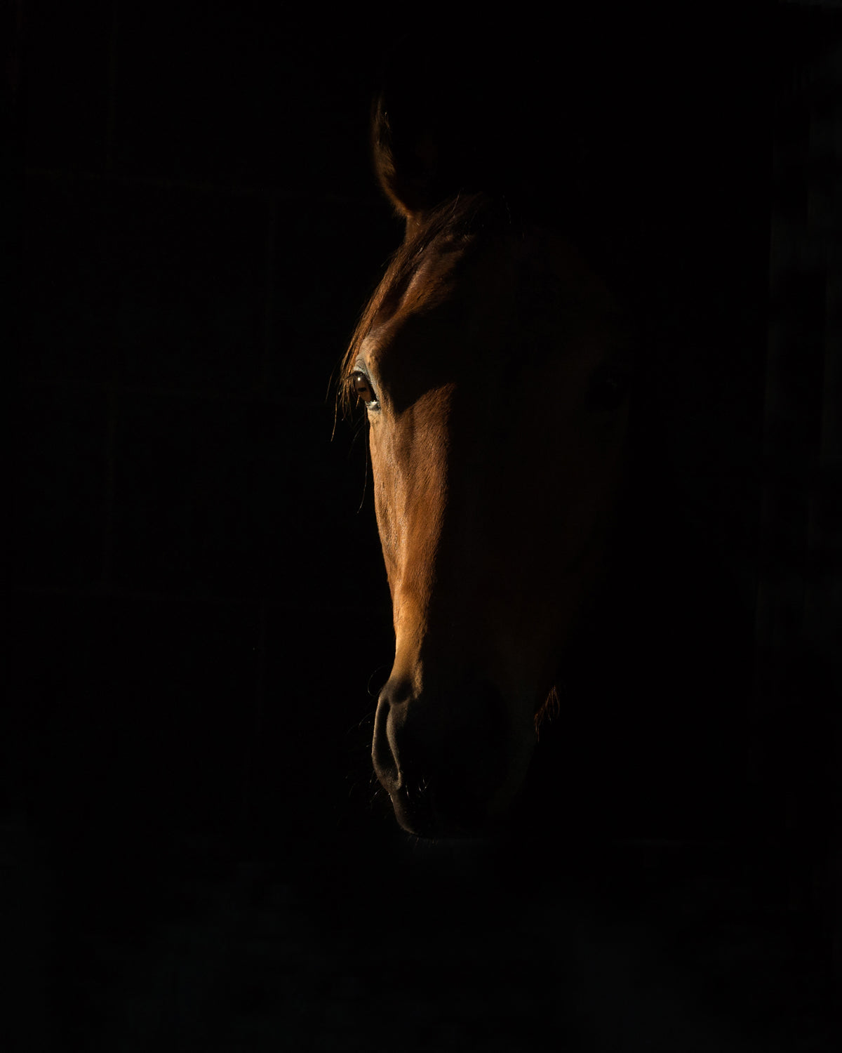 The Beauty of The Thoroughbred Poster och Canvastavla