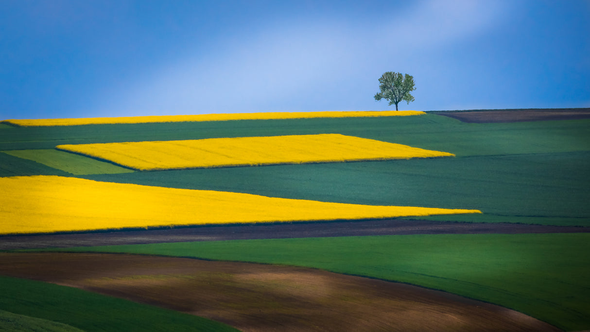 Lone Tree Poster och Canvastavla