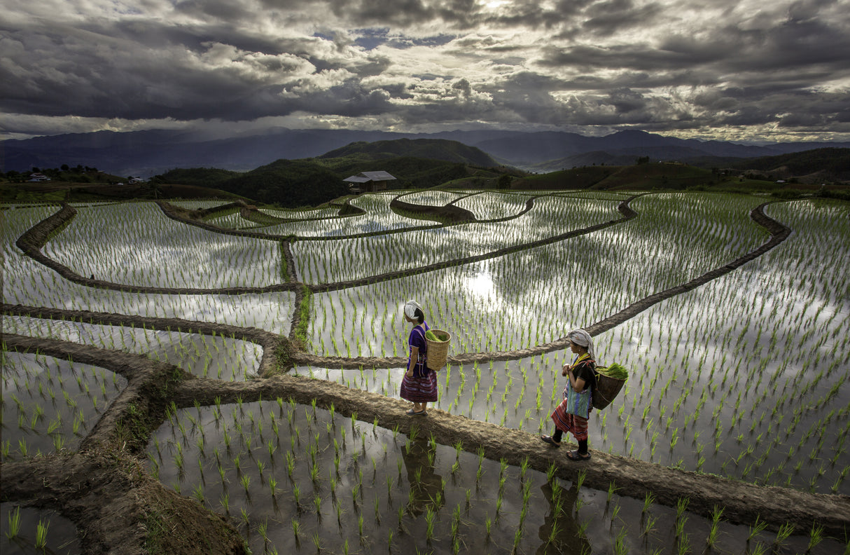 Chiang Mai Rice Fields Poster och Canvastavla