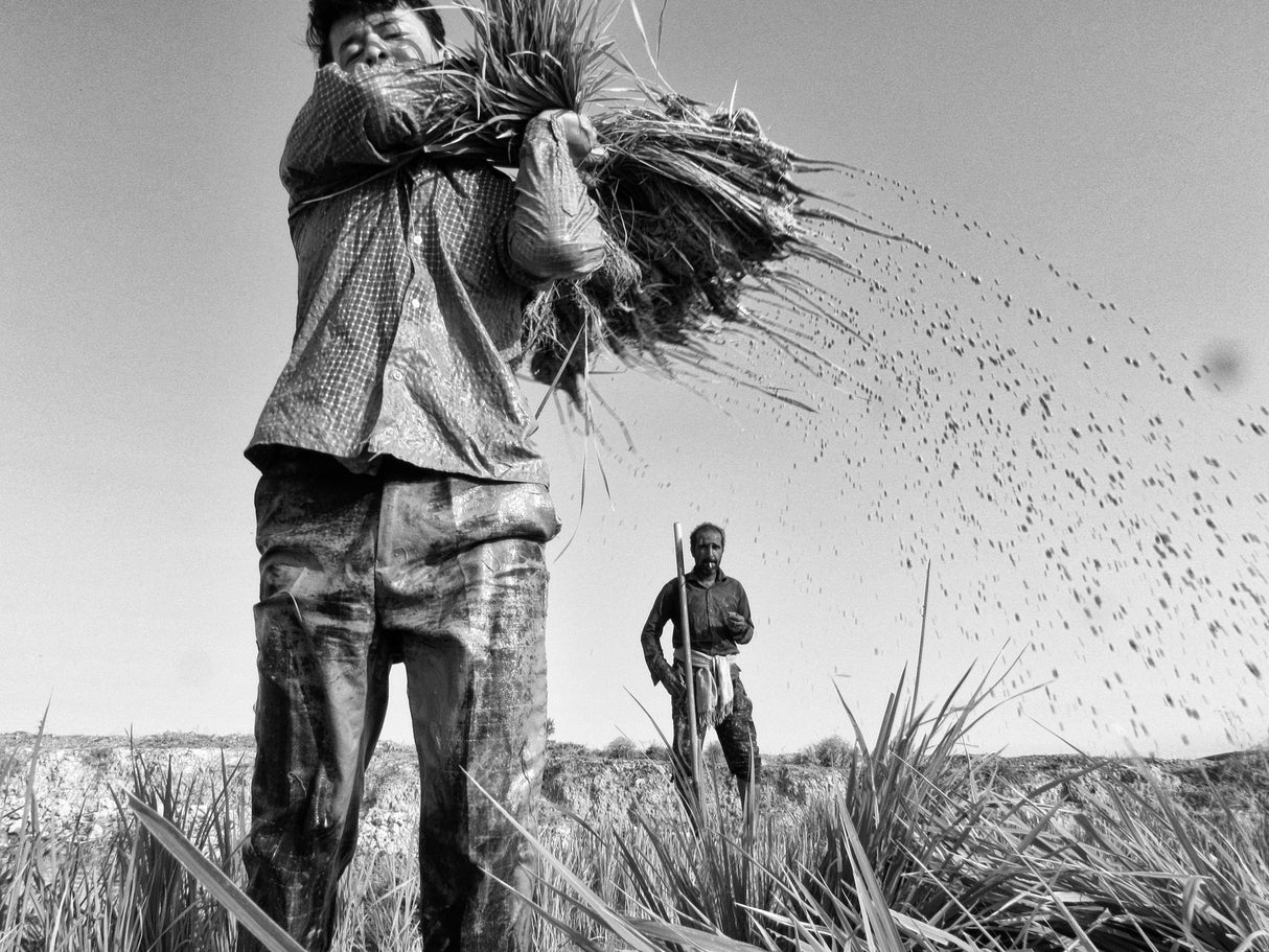 Planting rice Poster och Canvastavla