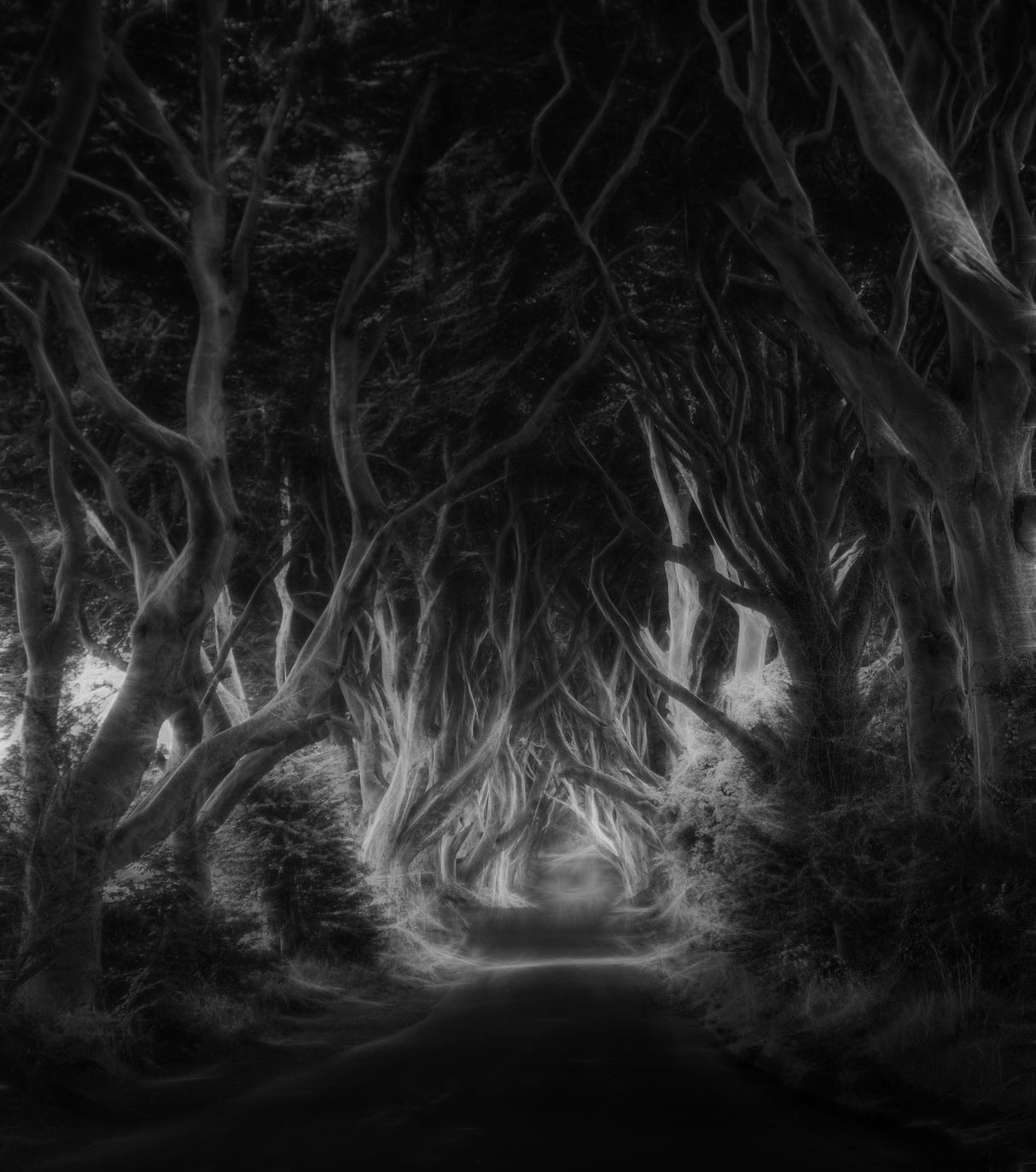 The dark hedges Poster och Canvastavla