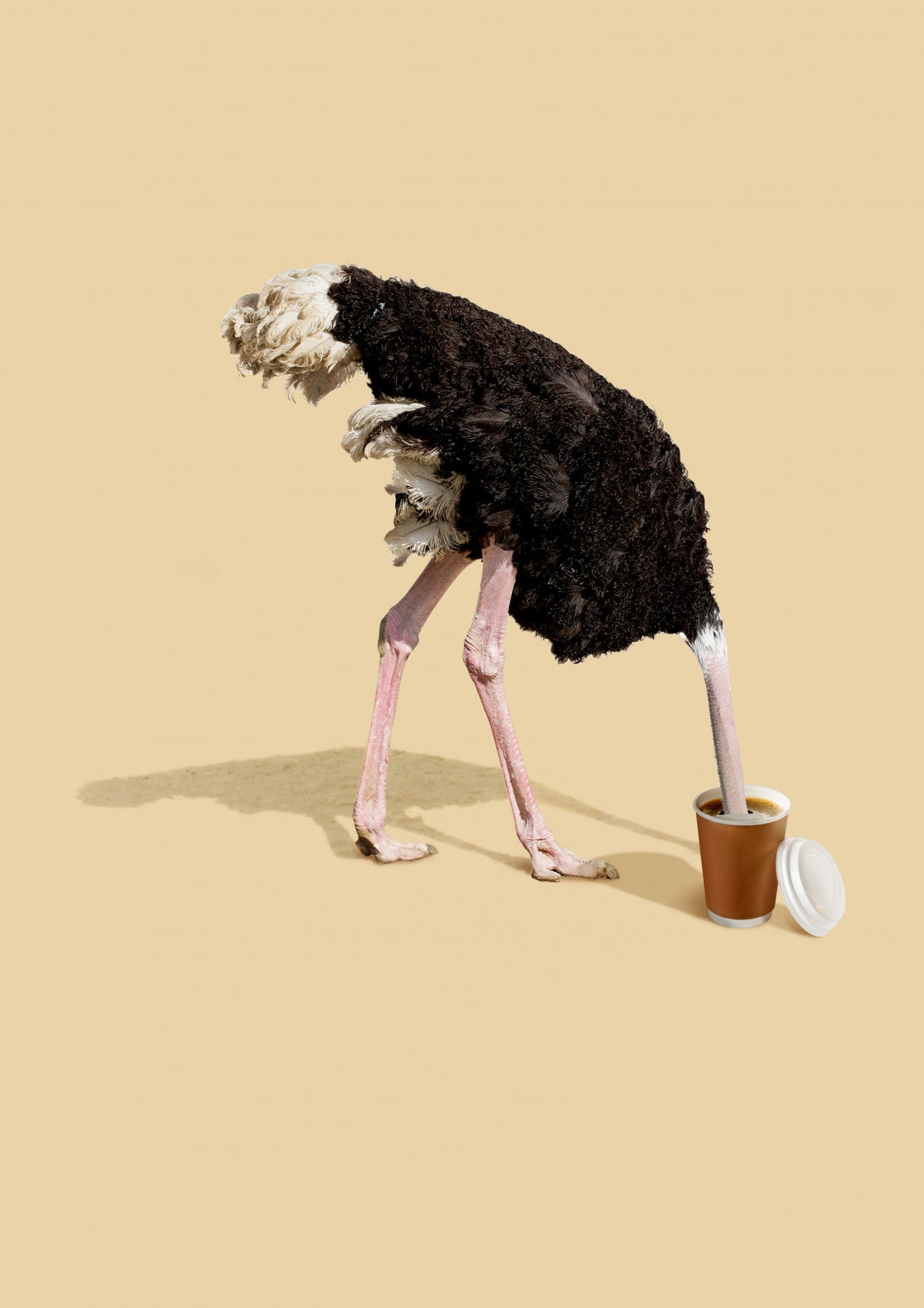 Dive in Coffee Poster och Canvastavla