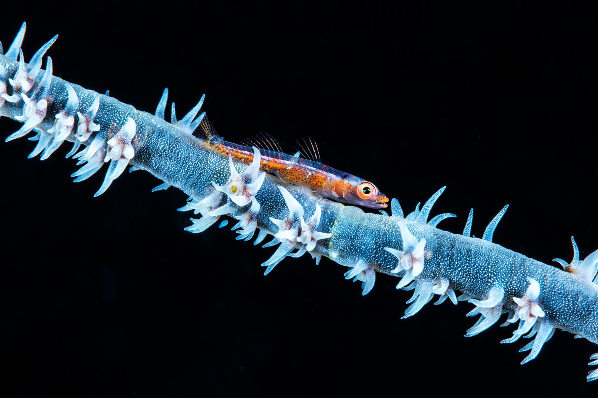 Whip coral and its goby of the mesophotic zone Poster och Canvastavla