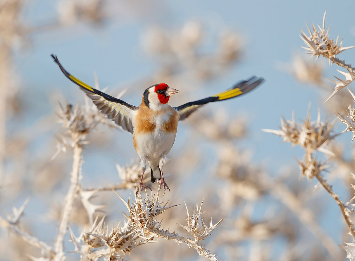 Goldfinch - Parachute Poster och Canvastavla