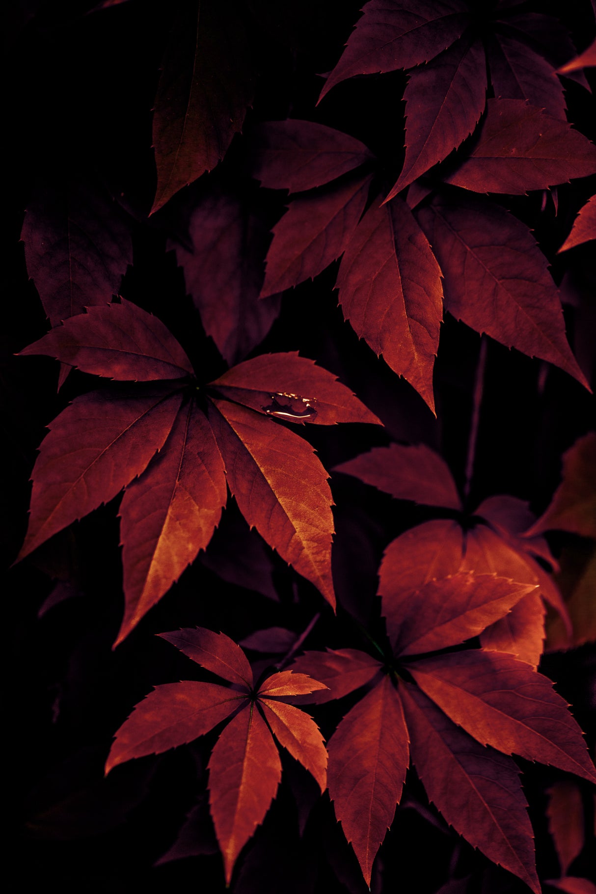 Dark Leaves 7X Poster och Canvastavla