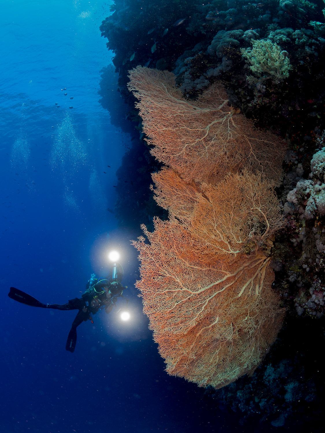 Gorgonian Coral and an Underwater photographer Poster och Canvastavla