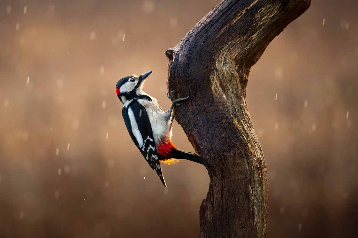 Woodpecker in the rain Poster och Canvastavla