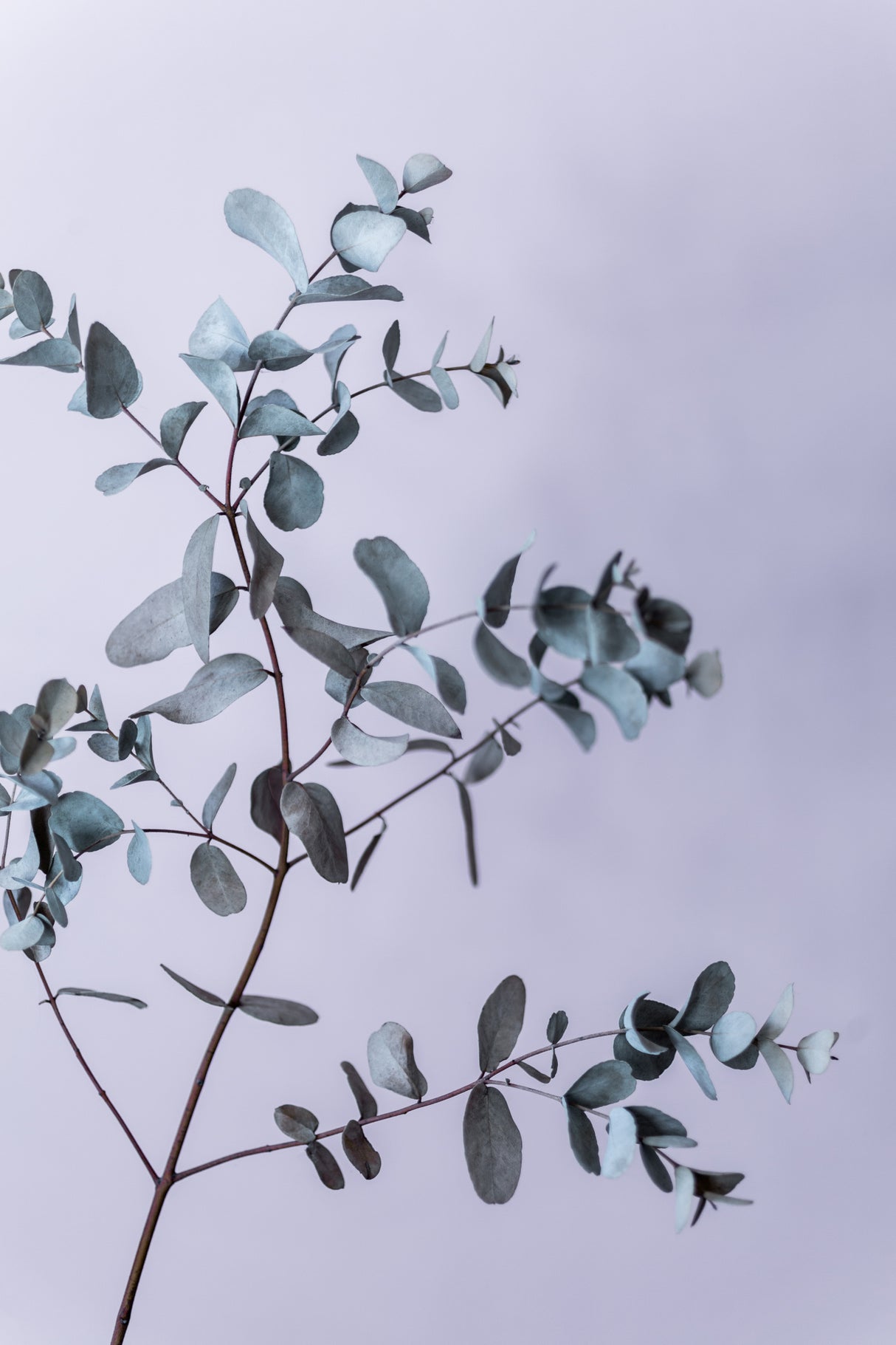 Eucalyptus 13 Poster och Canvastavla
