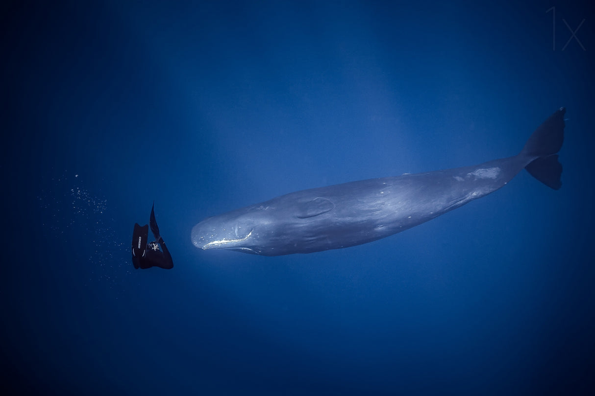 encounter with sperm whales. Poster och Canvastavla