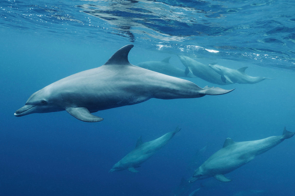 Blueplanet Poster och Canvastavla