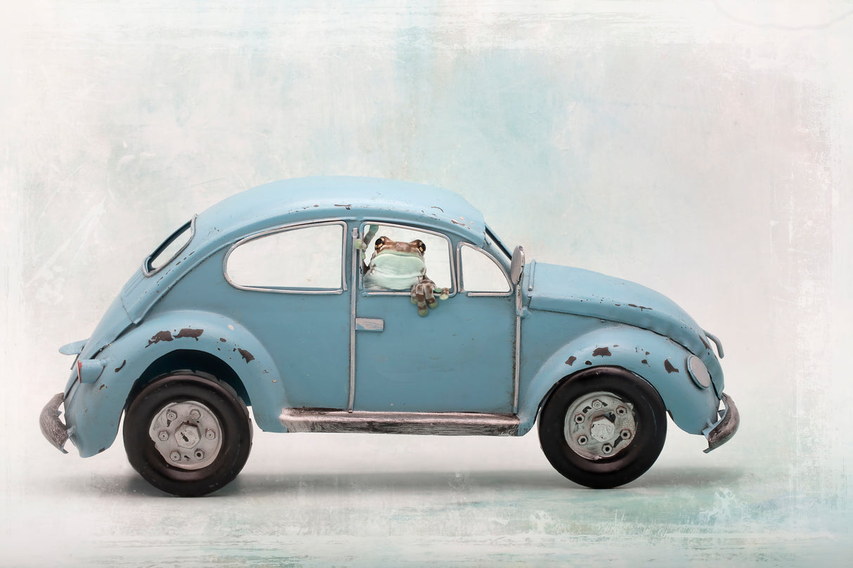 Amazon Milk Frog in VW Bug Poster och Canvastavla