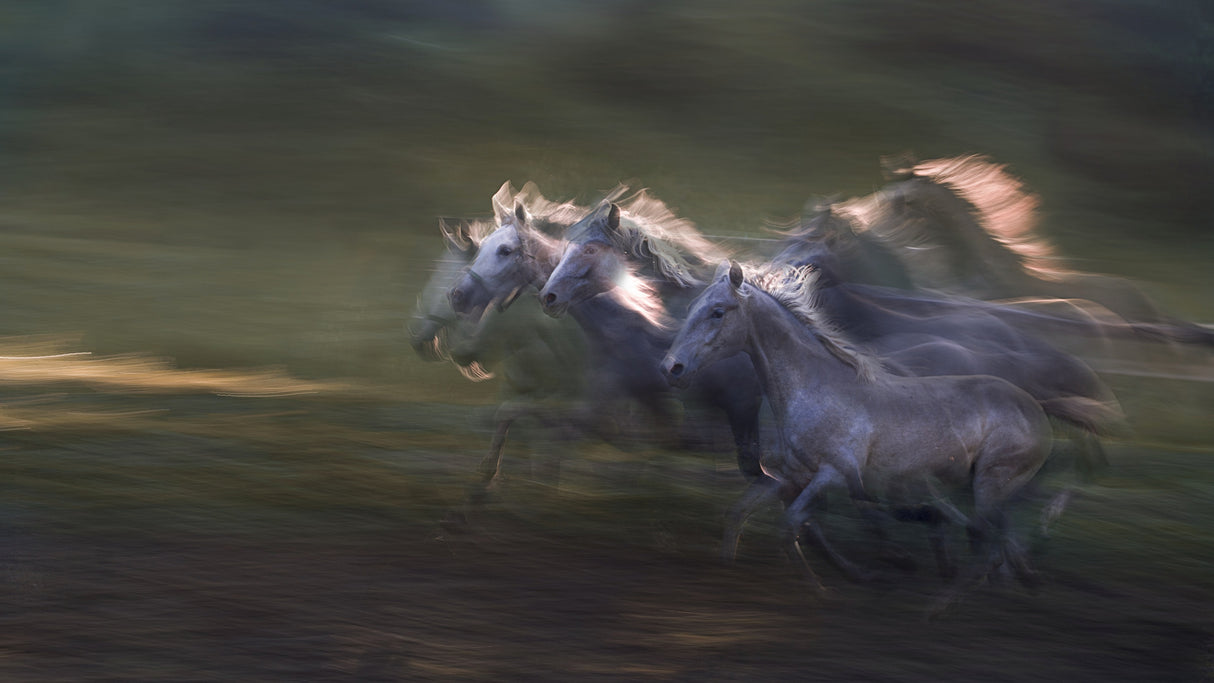 sequence of the gallop Poster och Canvastavla