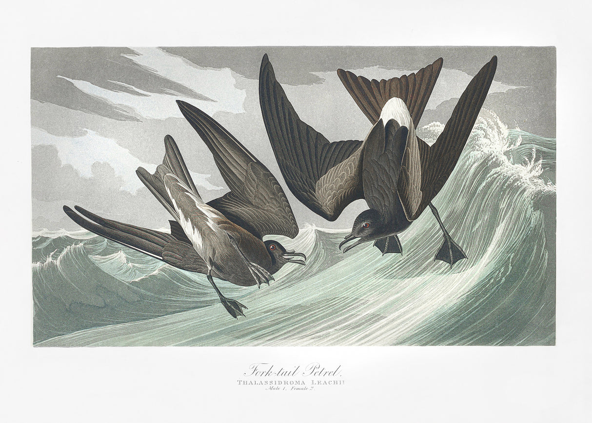 Fork Tailed Petrel From Birds of America (1827) Poster och Canvastavla