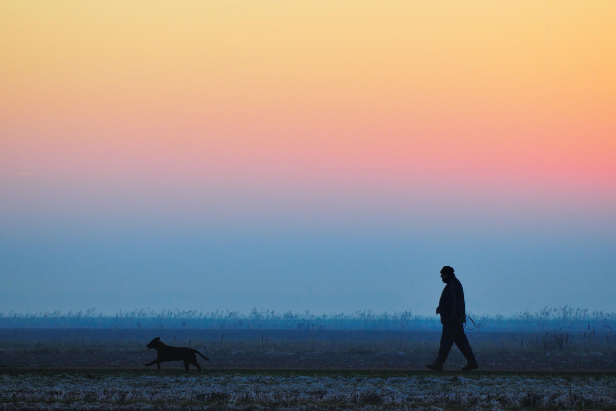 lonely winter afternoon dog walk Poster och Canvastavla