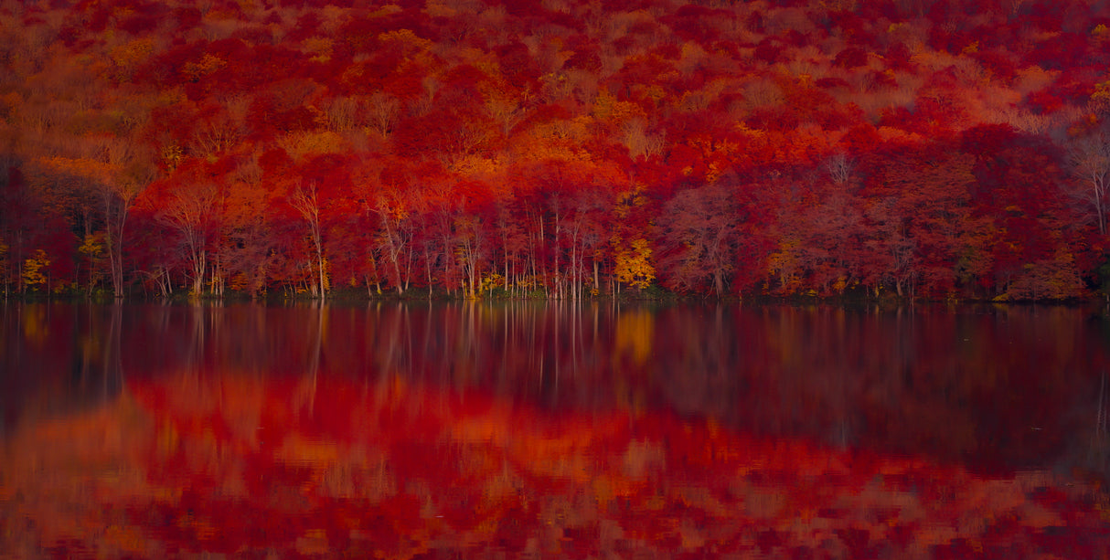 Burning red leaves Poster och Canvastavla