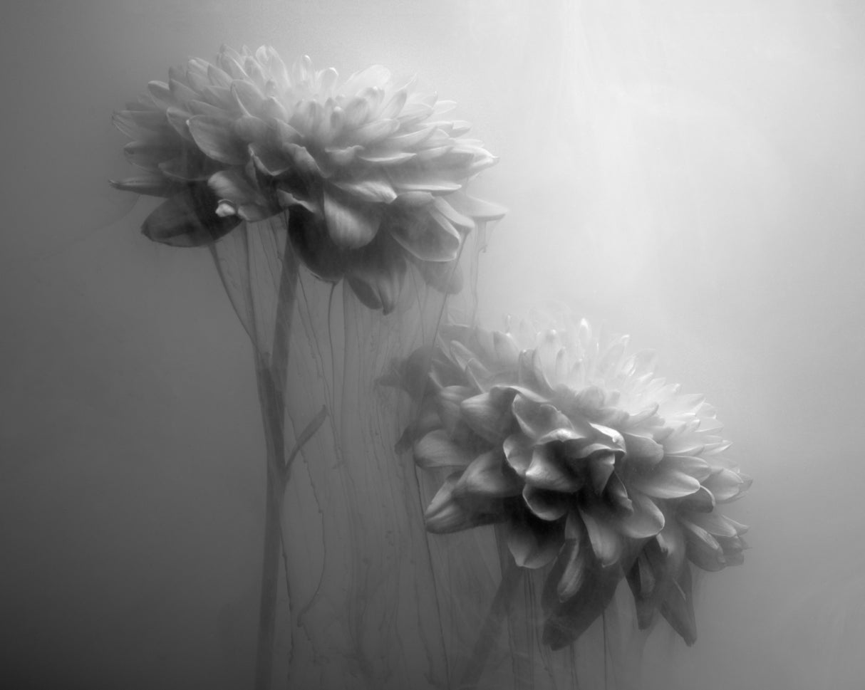 Gossamer Flowers Poster och Canvastavla