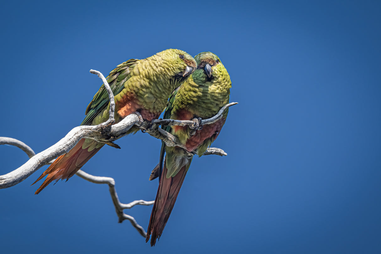 Patagonian burrowing parrot Poster och Canvastavla
