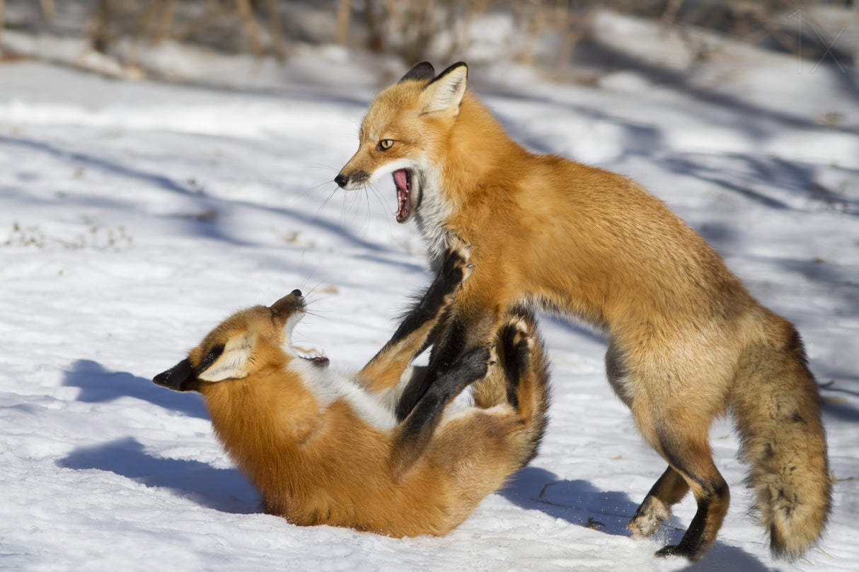 Winter Foxes Poster och Canvastavla