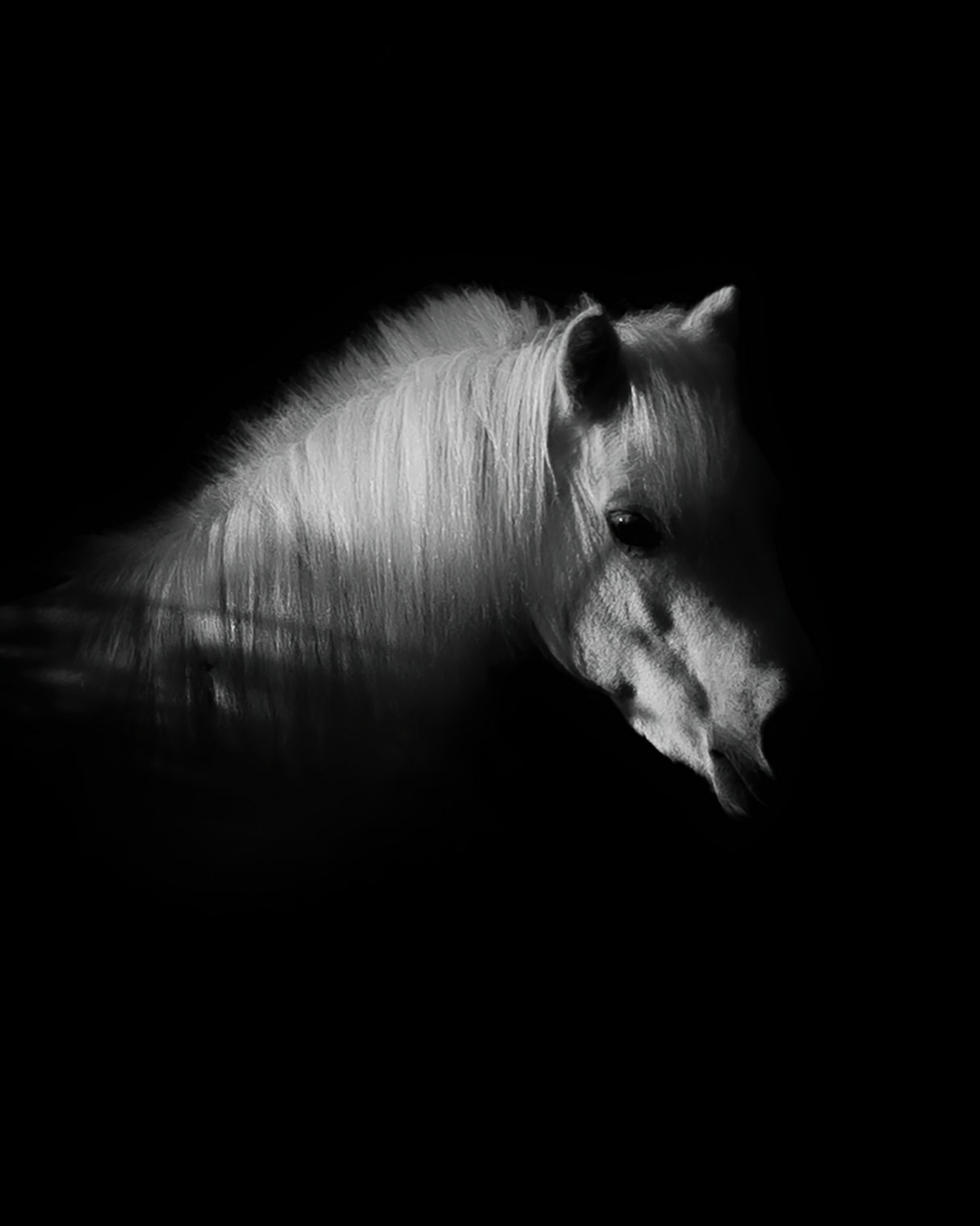 The White Horse Poster och Canvastavla