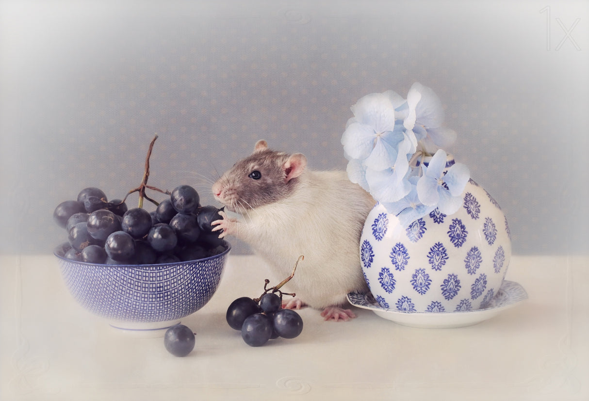 Grapes Poster och Canvastavla
