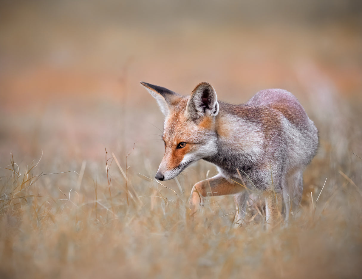 Arabian Red Fox Poster och Canvastavla