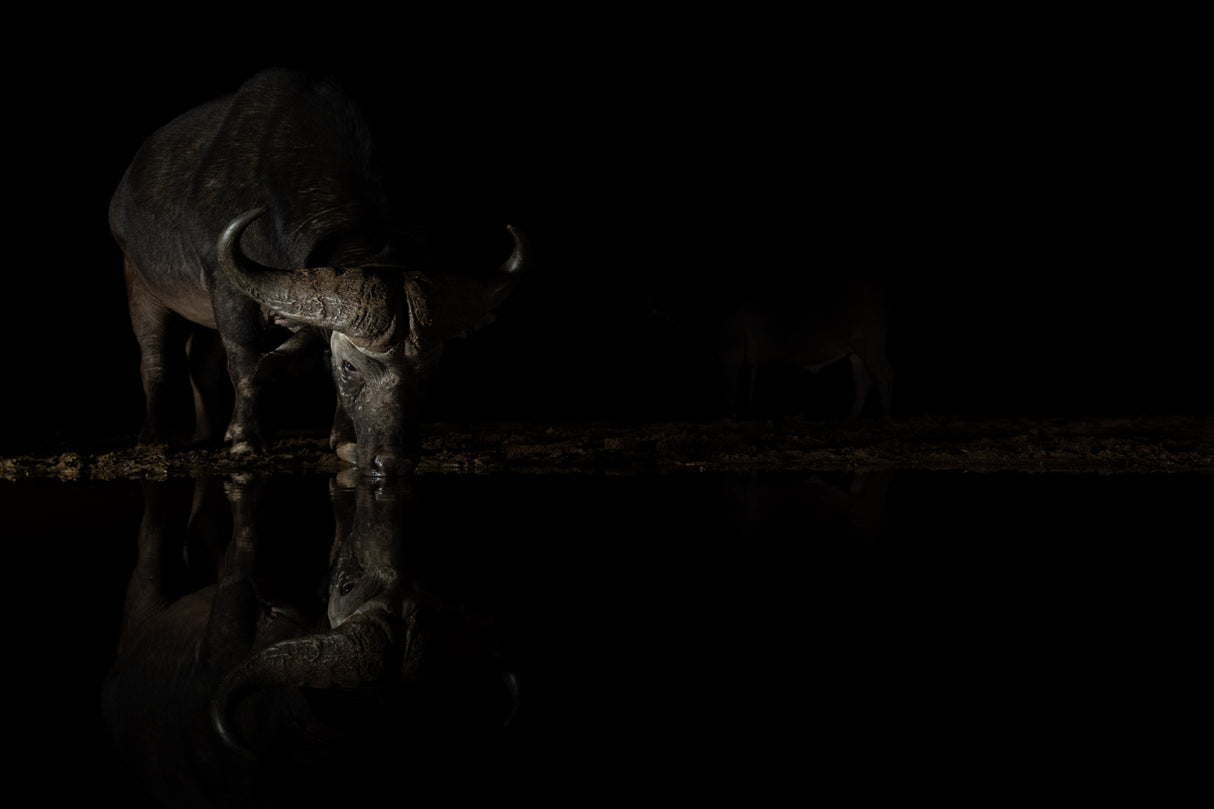 Buffalo I Poster och Canvastavla